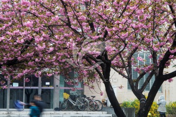 樱花烂漫的校园