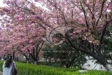 樱花树下的摄影人