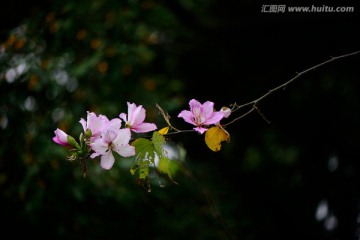 紫荆花