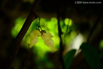 一对禾雀花