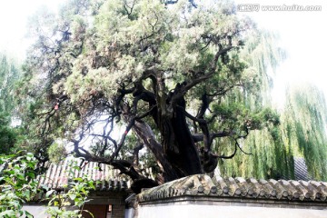 河南登封 古树