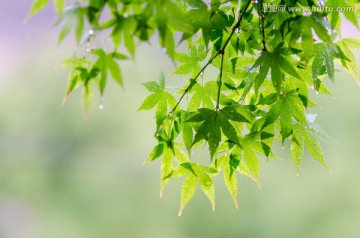 滴雨水的绿色枫叶