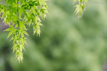 滴雨的绿色枫叶