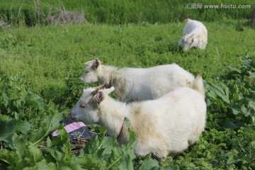 小山羊