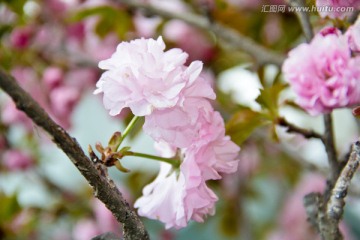 粉樱花