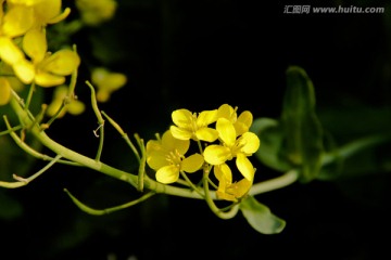 暗调油菜花特写摄影