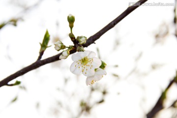 一枝梨花羞