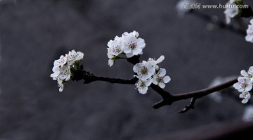 古风梨花一枝春来报