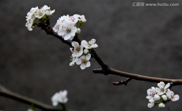 水墨古风梨花俏