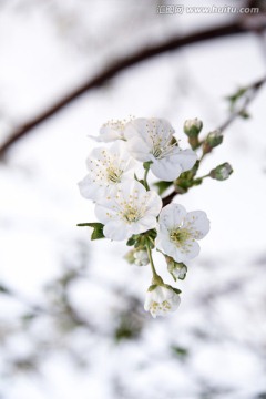 梨花俏枝头