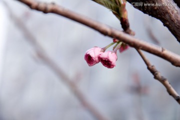 初春花蕾俏