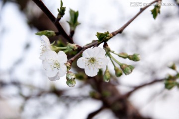 一枝梨花开