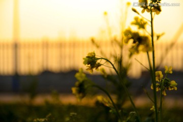 夕阳下油菜花