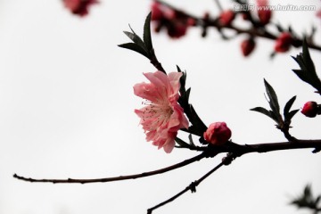 水墨冷调桃花摄影