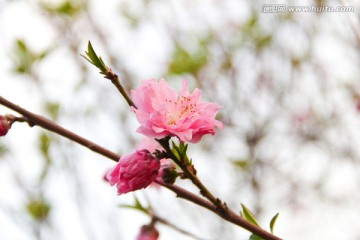 桃花醉春风高清