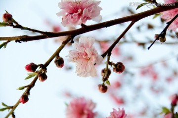 桃花枝头高清