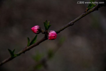 水墨风冷调桃花花蕾