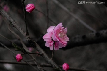 古拙水墨风桃花摄影高清