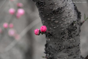 桃花树干花蕾特写