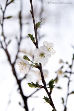 三月梨花入梦来