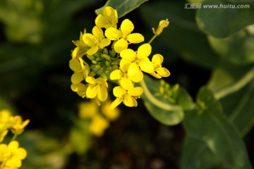 油菜花摄影特写