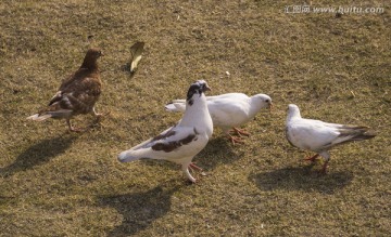 鸽子