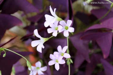 紫叶酢浆草