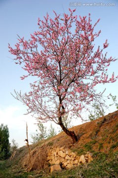 一树桃花