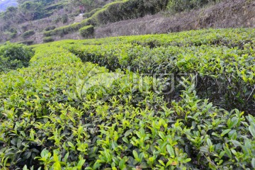 茶田 茶场 茶园