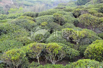 老茶树