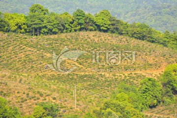 高山种植