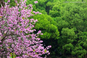 紫荆花树