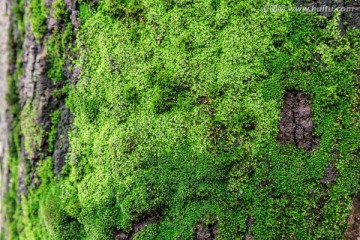 树皮苔藓