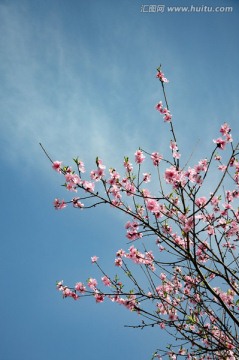 桃花俏争春