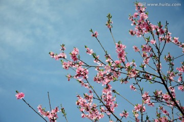 桃花花枝俏