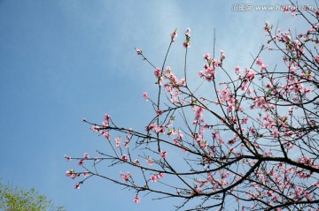 桃花盛开春色美