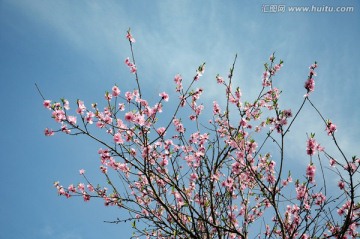 桃花盛开晴空远