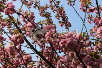 花树