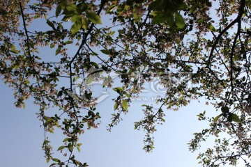 蓝天下的花树