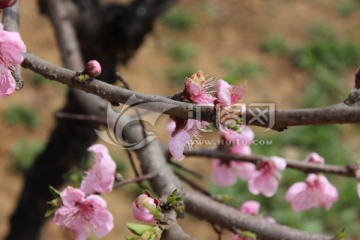 桃花树