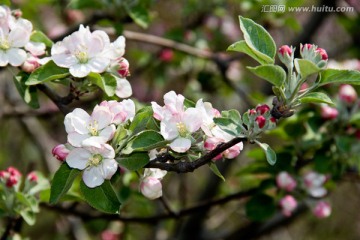 苹果花繁花枝头