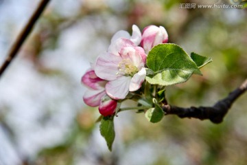 娇嫩野苹果花特写摄影图片