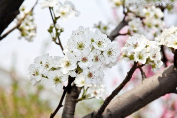 梨花枝头繁花