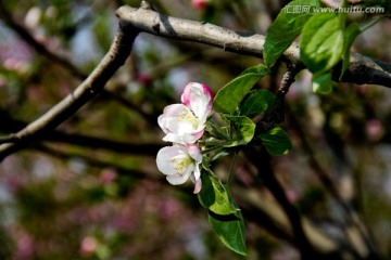 野苹果花盛开