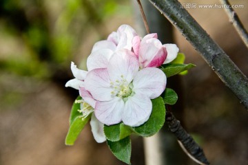 苹果花特写图片高清