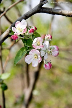 苹果花高清图片素材