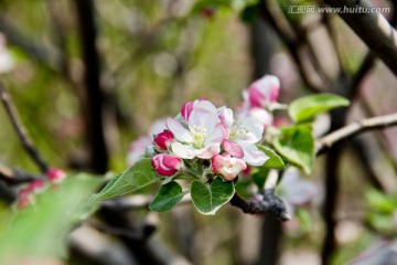 苹果花素材