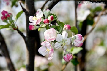 苹果花花卉素材