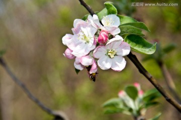 苹果花盛开高清