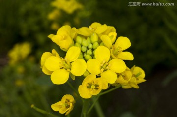 油菜花